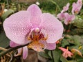 white orchid flower with pink in a tropical garden in spring season Royalty Free Stock Photo