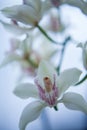 White orchid flower