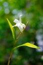 White orchid flower with pretty blurry background