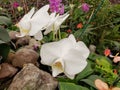 white orchid flower in a tropical garden in spring season Royalty Free Stock Photo