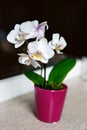 White orchid flower on windowsill Royalty Free Stock Photo