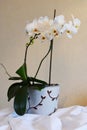 White Orchid in a flowerpot. Royalty Free Stock Photo