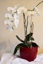 White Orchid in a flowerpot. Royalty Free Stock Photo