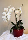 White Orchid in a flowerpot. Royalty Free Stock Photo