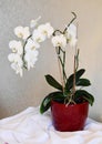 White Orchid in a flowerpot. Royalty Free Stock Photo