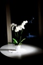 White orchid flowerpot on table Royalty Free Stock Photo