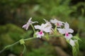 White orchid flowers Royalty Free Stock Photo