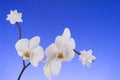 White orchid flowers Royalty Free Stock Photo