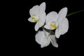 White orchid flowers against black background Royalty Free Stock Photo