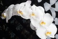 White orchid flowers agaist glamour black  background. close up shot Royalty Free Stock Photo