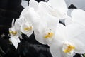 White orchid flowers agaist glamour black  background. close up shot Royalty Free Stock Photo