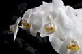 White orchid flowers agaist glamour black  background. close up shot Royalty Free Stock Photo