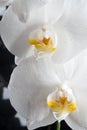White orchid flowers agaist glamour black background. extreme macro shot