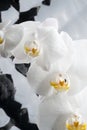 White orchid flowers agaist glamure black  background. close up shot Royalty Free Stock Photo