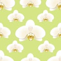 White orchid flowers on a background of pistachio-colored seamless pattern Royalty Free Stock Photo