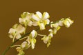 White orchid flowers Bangalore, Karnataka. Royalty Free Stock Photo