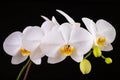 White orchid flowers. A beautifully blossomed flower bred in home conditions Royalty Free Stock Photo