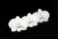 White orchid flowers on black background Royalty Free Stock Photo