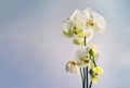 White orchid flowers on a blue background, copy space Royalty Free Stock Photo