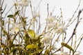 White orchid flowers in the blue sky in Phuket Thailand Royalty Free Stock Photo