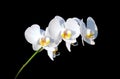 White orchid flowers closeup on a black background Royalty Free Stock Photo