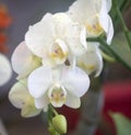 White Orchid flowers closeup Royalty Free Stock Photo