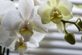 White orchid flowers covered with water drops close up