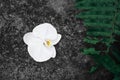 White orchid flowers and fern leaves on the rocks