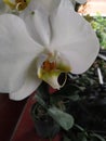 White orchid flowers that have just bloomed