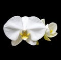 White orchid flowers Royalty Free Stock Photo