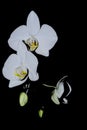 White orchid flowers isolated on black background Royalty Free Stock Photo