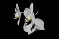 White orchid flowers isolated on black background Royalty Free Stock Photo