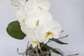 White Orchid flowers on a light background. White flower