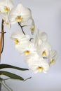 White Orchid flowers on a light background. White flower