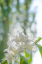 White orchid flowers on light bokeh background Royalty Free Stock Photo