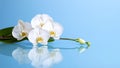 White orchid flowers lying on reflective surface with blue background Royalty Free Stock Photo