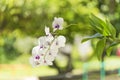 White orchid flowers in the Okinawa Islands in southern Japan Royalty Free Stock Photo