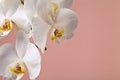White orchid flowers on a pink background
