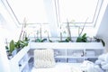 White orchid flowers in pots in a room by the window, diffused daylight.