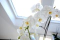 White orchid flowers in pots in a room by the window, diffused daylight