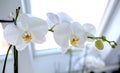 White orchid flowers in pots in a room by the window, diffused daylight.