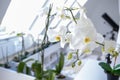 White orchid flowers in pots in a room by the window, diffused daylight