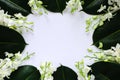 White orchid flowers put with rubber tree leaves on white background Royalty Free Stock Photo