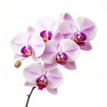 Real Orchid: Stunning White And Purple Flowers On White Background Royalty Free Stock Photo