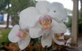 white orchid flowers are very beautiful and enchanting