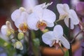 White orchid flowers Royalty Free Stock Photo