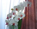 White orchid flowers in a window Royalty Free Stock Photo