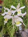 a beautiful White orchid flowers Royalty Free Stock Photo