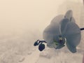 White orchid with frozen background Royalty Free Stock Photo