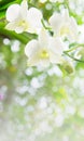 White orchid in the garden background with bokeh style